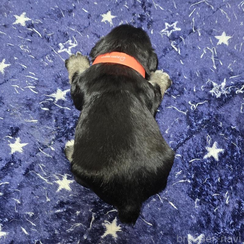 販売中の岡山県のミニチュアシュナウザー-436741の2枚目