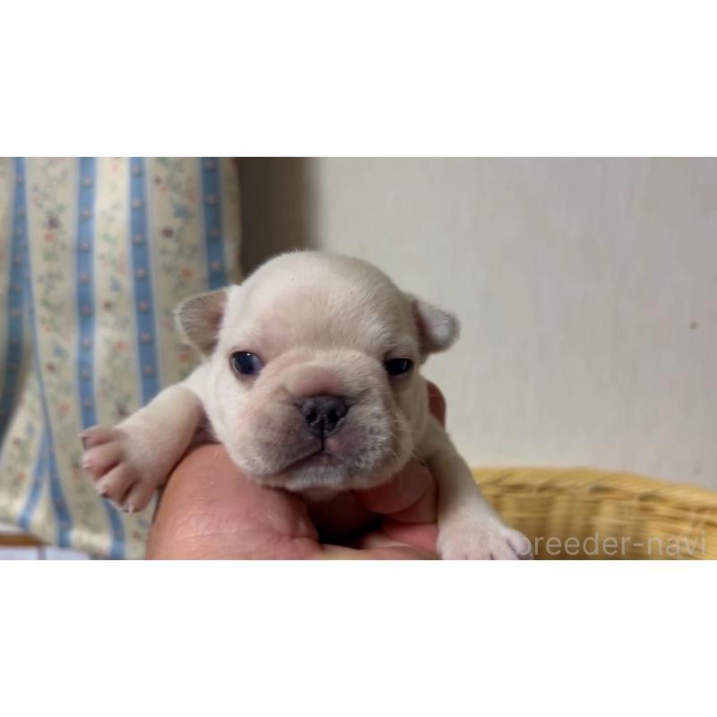 販売中の岡山県のフレンチブルドッグ-434755の27枚目
