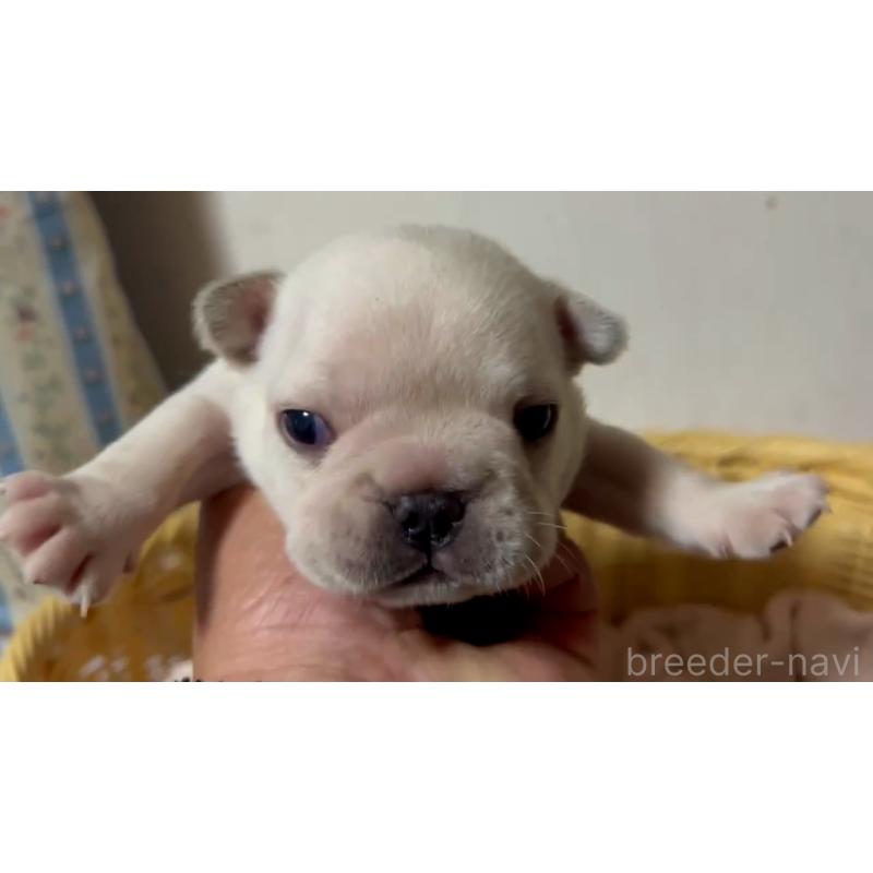 販売中の岡山県のフレンチブルドッグ-434755の26枚目