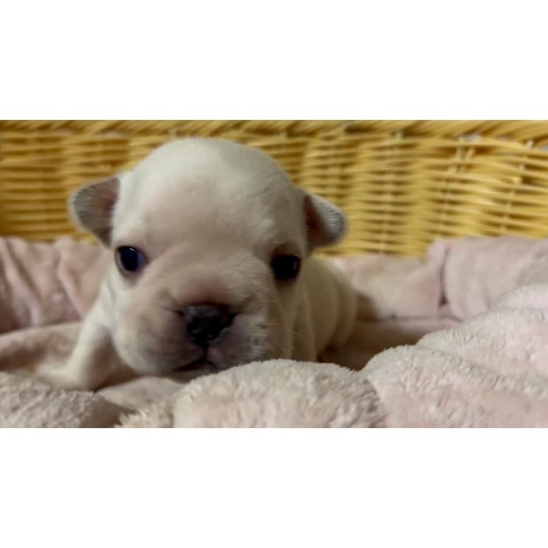 販売中の岡山県のフレンチブルドッグ-434755の25枚目