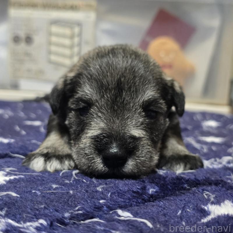 販売中の岡山県のミニチュアシュナウザー-436742の1枚目