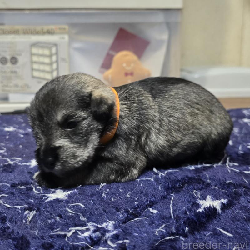 販売中の岡山県のミニチュアシュナウザー-436742の3枚目