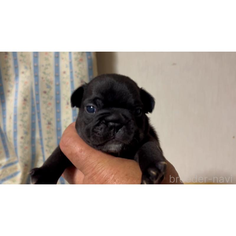 販売中の岡山県のフレンチブルドッグ-434756の16枚目