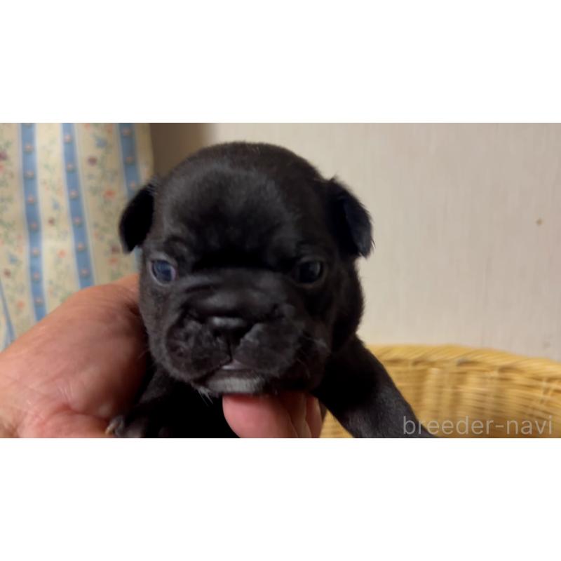 販売中の岡山県のフレンチブルドッグ-434756の15枚目