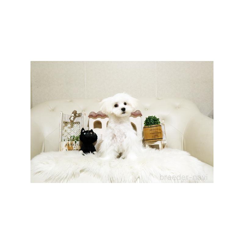 成約済の佐賀県のマルチーズ-401462の4枚目