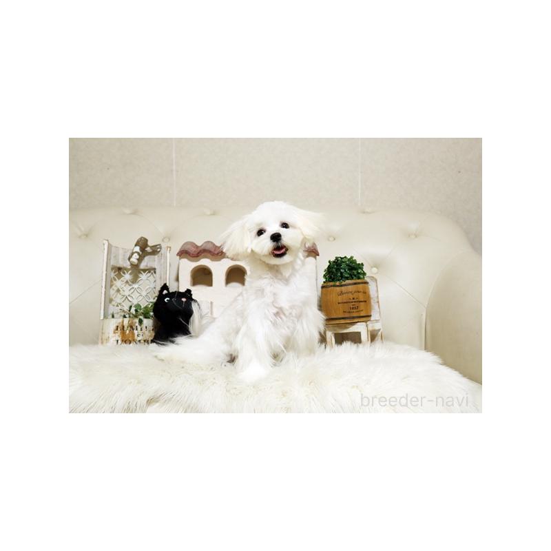 成約済の佐賀県のマルチーズ-401462の3枚目