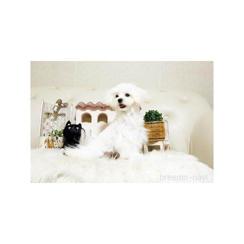 成約済の佐賀県のマルチーズ-401462の2枚目