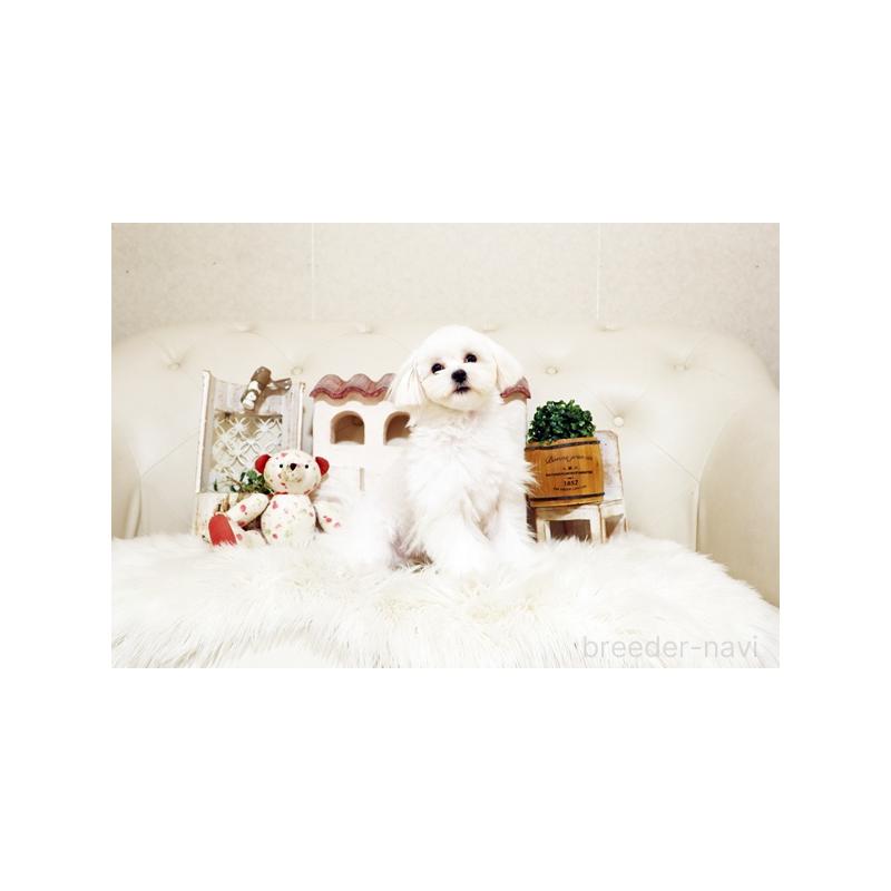 販売中の佐賀県のマルチーズ-404429の5枚目