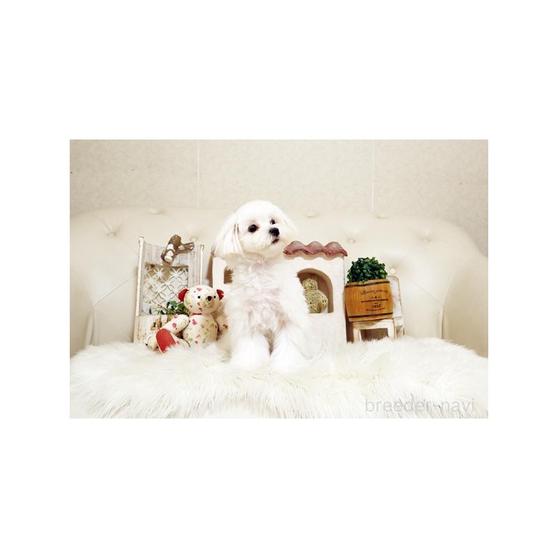 販売中の佐賀県のマルチーズ-404429の4枚目