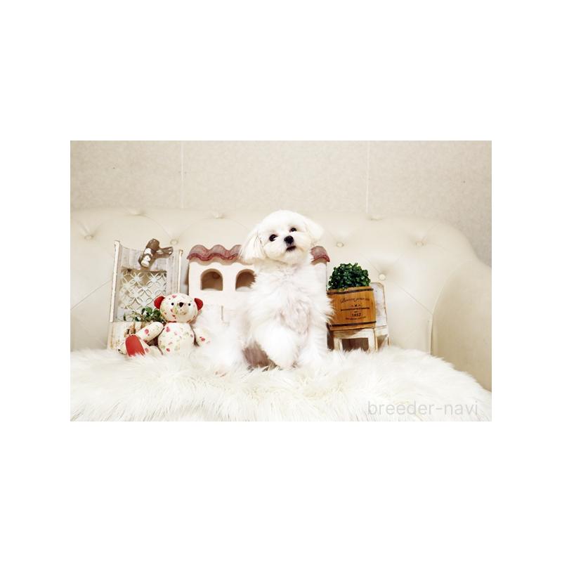 販売中の佐賀県のマルチーズ-404429の3枚目