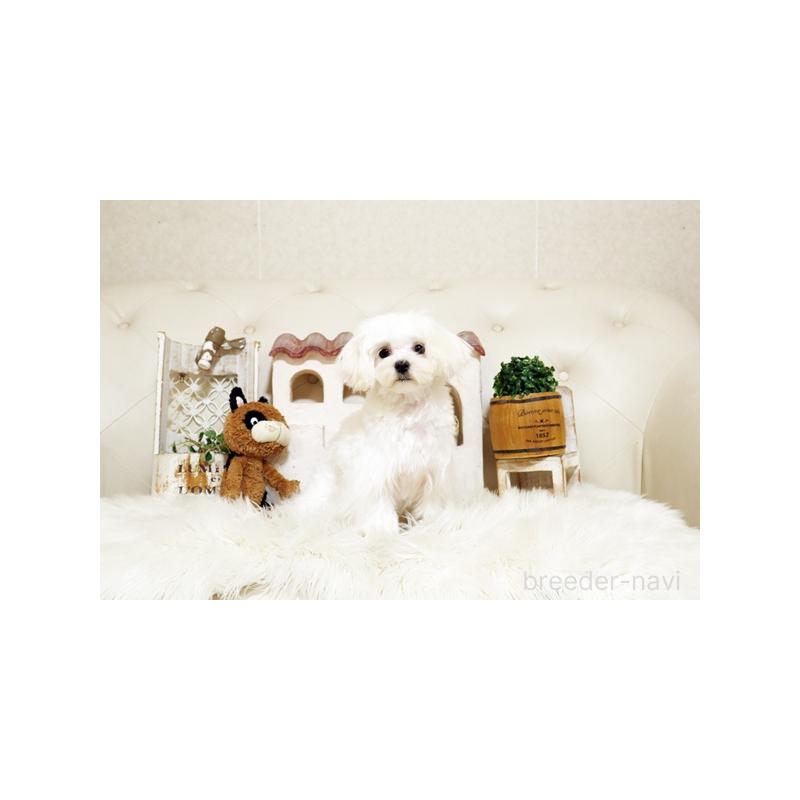 販売中の佐賀県のマルチーズ-404431の3枚目