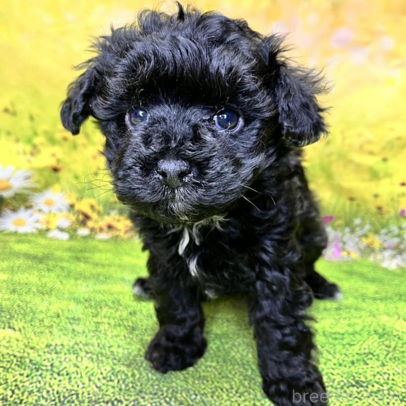 販売中の栃木県のマルプー:マルチーズ×トイプードル-436750