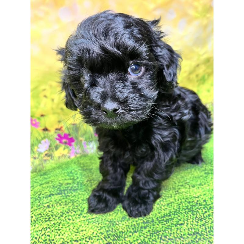 販売中の栃木県のマルプー:マルチーズ×トイプードル-436752の1枚目