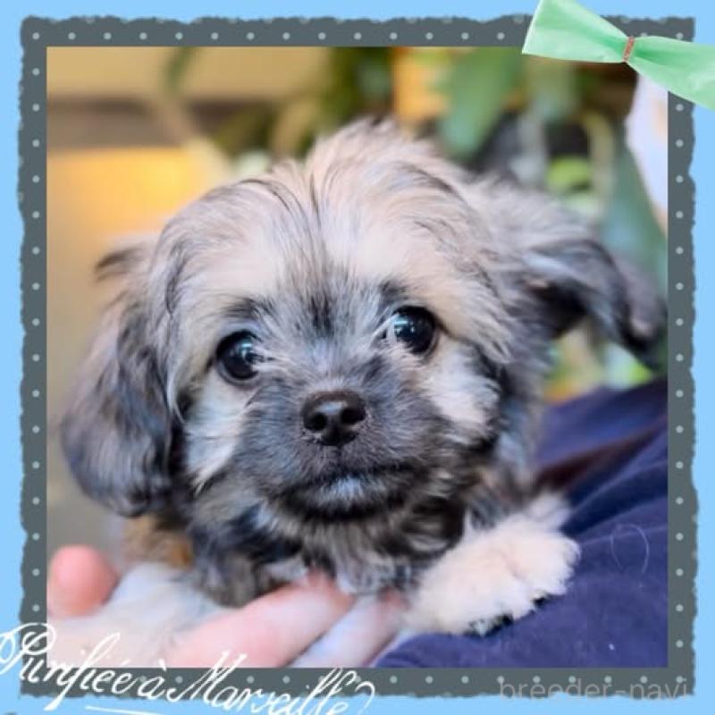 販売中の静岡県のチワプー:チワワ×トイプードル-417083の4枚目