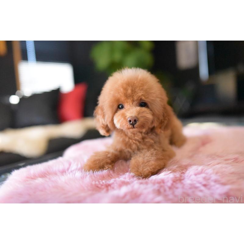 販売中の茨城県のトイプードル-417870の4枚目