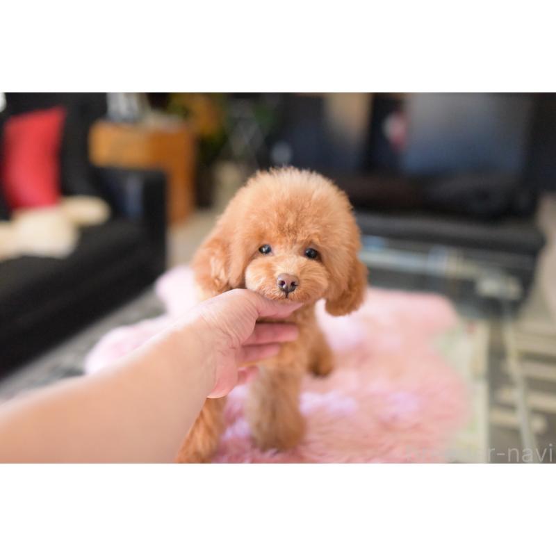 販売中の茨城県のトイプードル-417870の3枚目