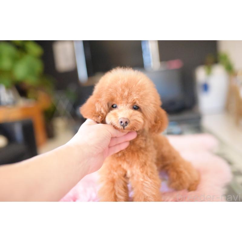 販売中の茨城県のトイプードル-417870の2枚目