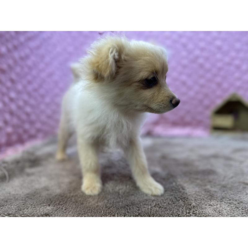 販売中の茨城県のポメラニアン-436753の16枚目