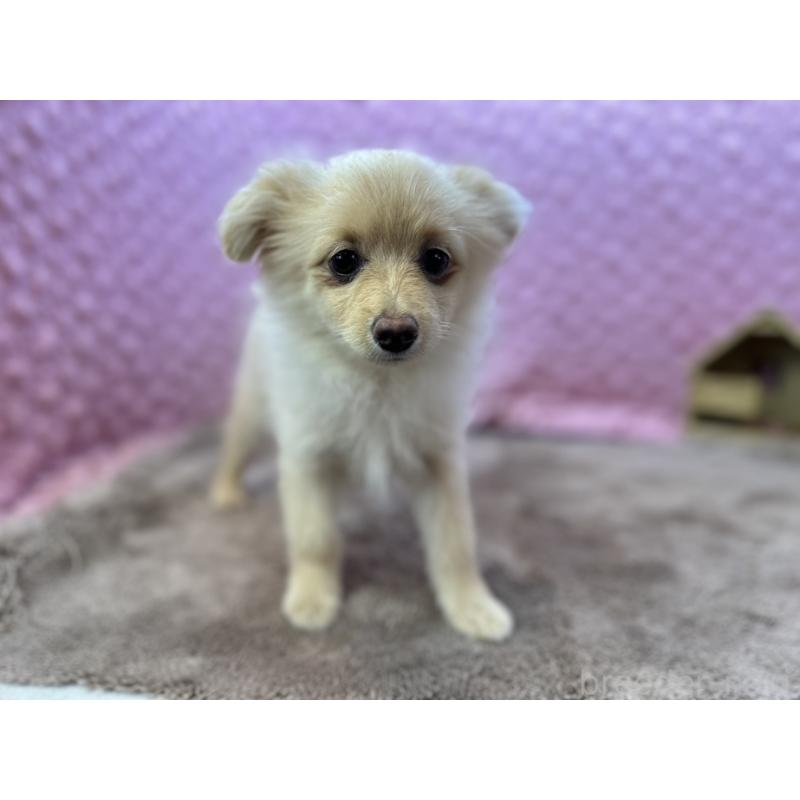 販売中の茨城県のポメラニアン-436753の15枚目