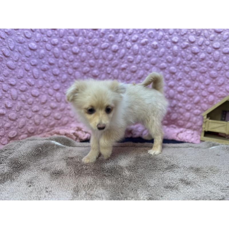 販売中の茨城県のポメラニアン-436753の14枚目