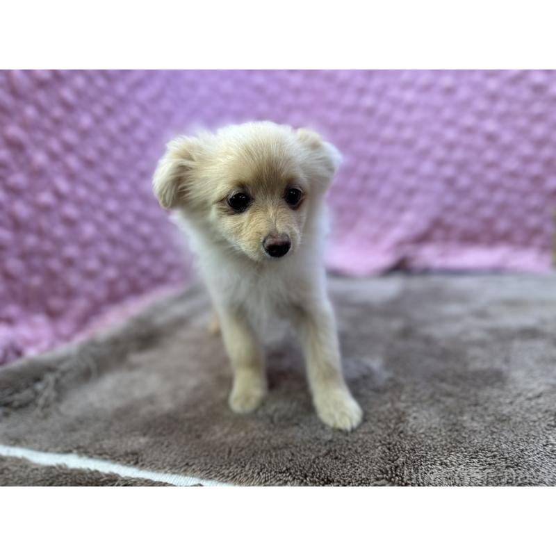 販売中の茨城県のポメラニアン-436753の12枚目