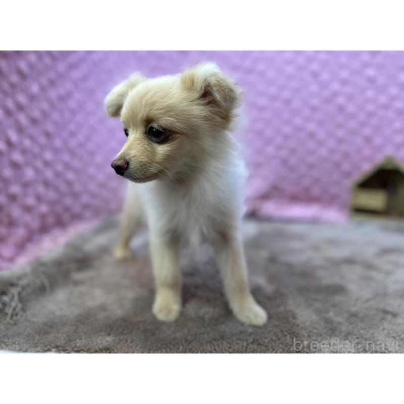 販売中の茨城県のポメラニアン-436753の11枚目