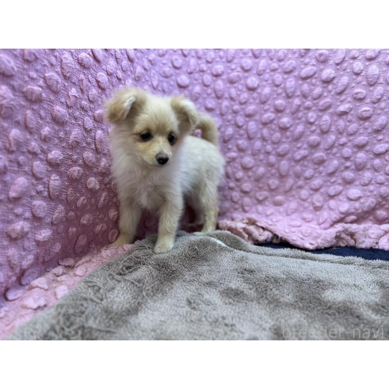 販売中の茨城県のポメラニアン-436753の10枚目