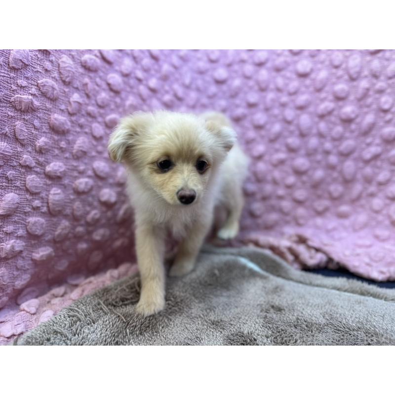 販売中の茨城県のポメラニアン-436753の9枚目