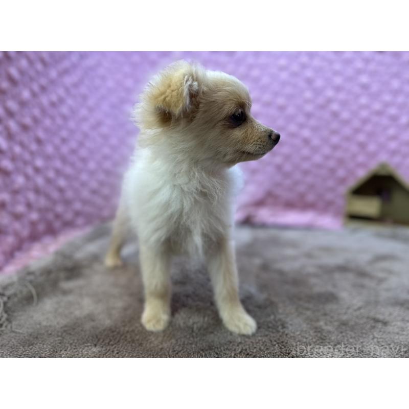 販売中の茨城県のポメラニアン-436753の8枚目