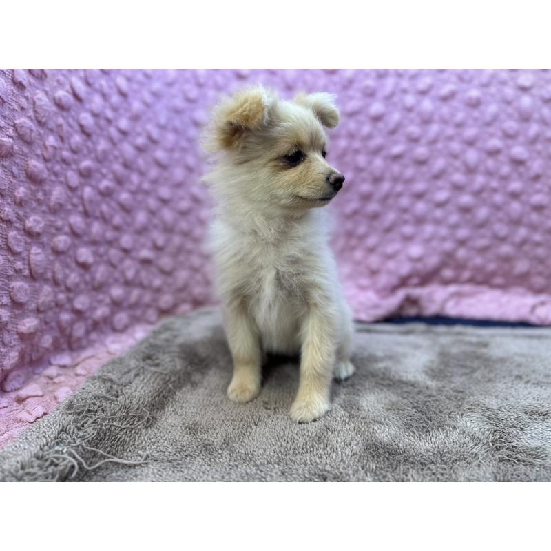 販売中の茨城県のポメラニアン-436753の7枚目