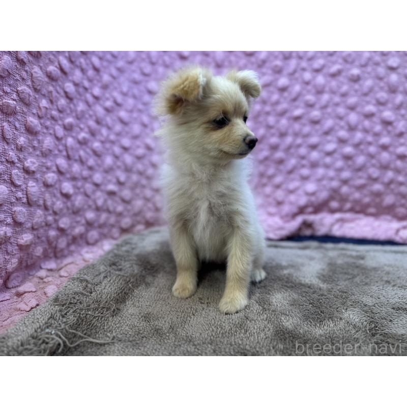 販売中の茨城県のポメラニアン-436753の6枚目