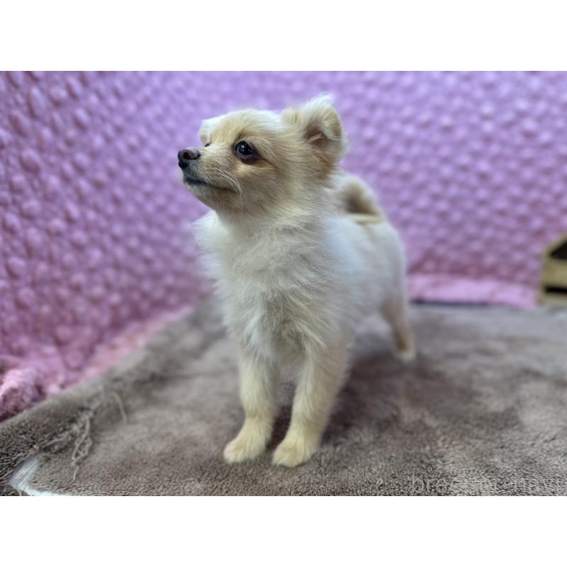 販売中の茨城県のポメラニアン-436753の5枚目