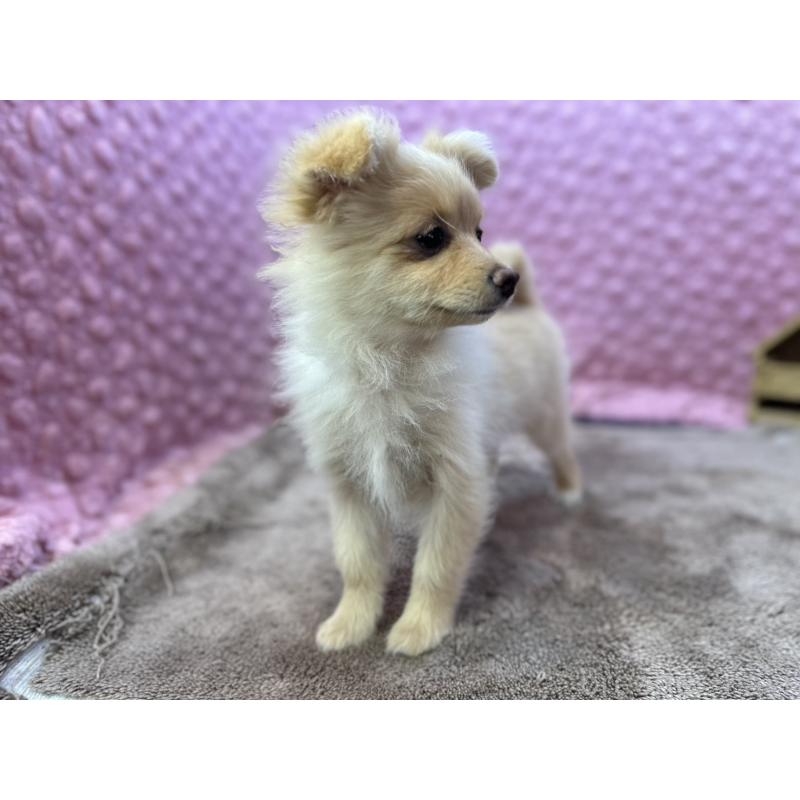 販売中の茨城県のポメラニアン-436753の4枚目