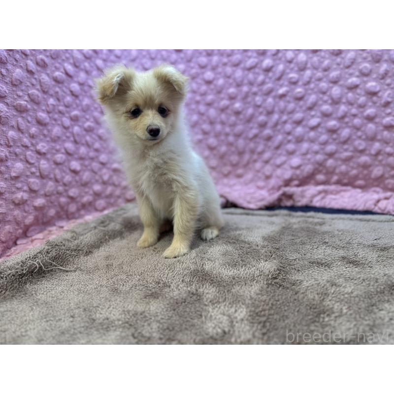 販売中の茨城県のポメラニアン-436753の3枚目