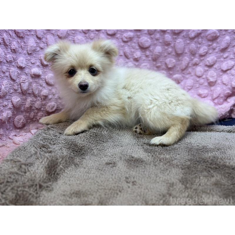 販売中の茨城県のポメラニアン-436753の2枚目