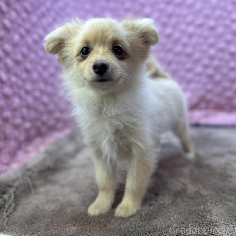 販売中の茨城県のポメラニアン-436753の1枚目