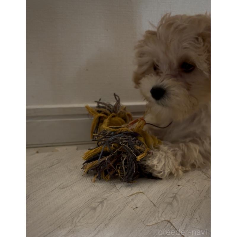 販売中の大阪府のマルプー:マルチーズ×トイプードル-428933の2枚目
