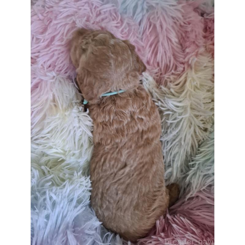 販売中の群馬県のトイプードル-436755の5枚目