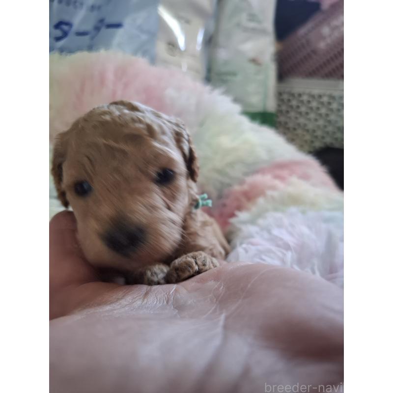 販売中の群馬県のトイプードル-436755の4枚目