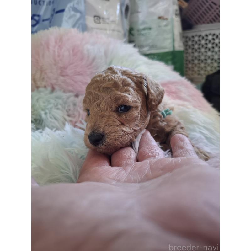 販売中の群馬県のトイプードル-436755の3枚目