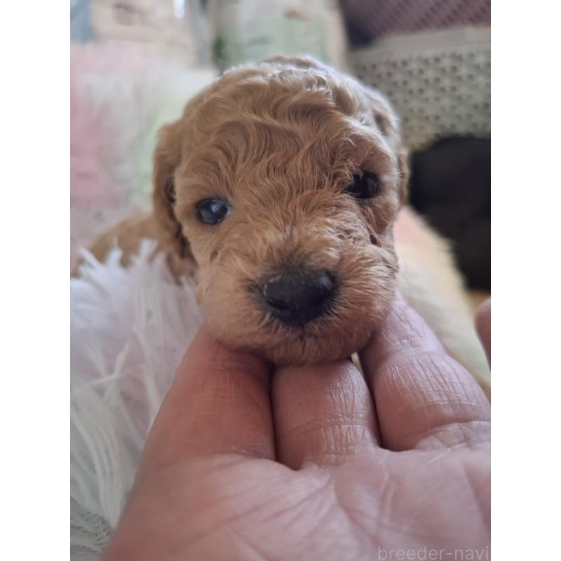 販売中の群馬県のトイプードル-436755の2枚目