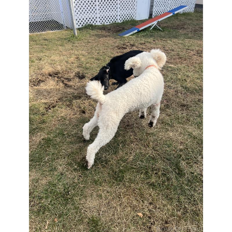 販売中の北海道のスタンダードプードル-436759の3枚目