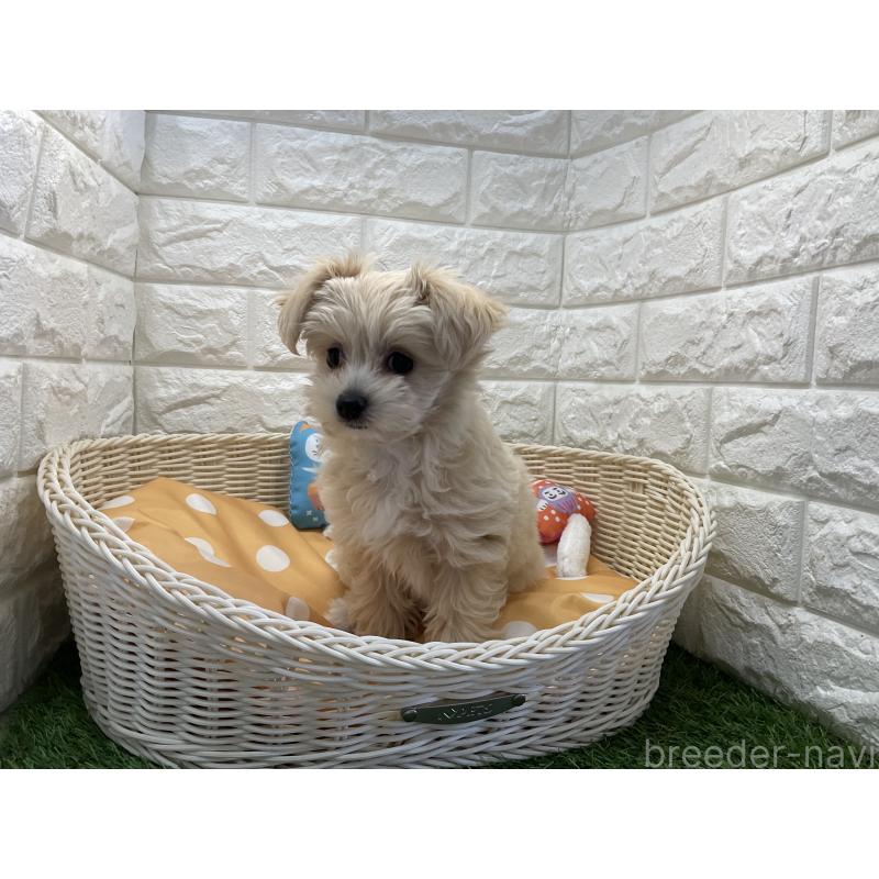 販売中の北海道のチワプー:チワワ×トイプードル-436764の3枚目