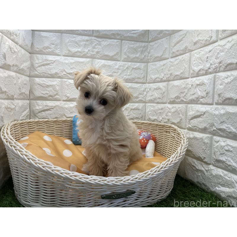 販売中の北海道のチワプー:チワワ×トイプードル-436764の2枚目