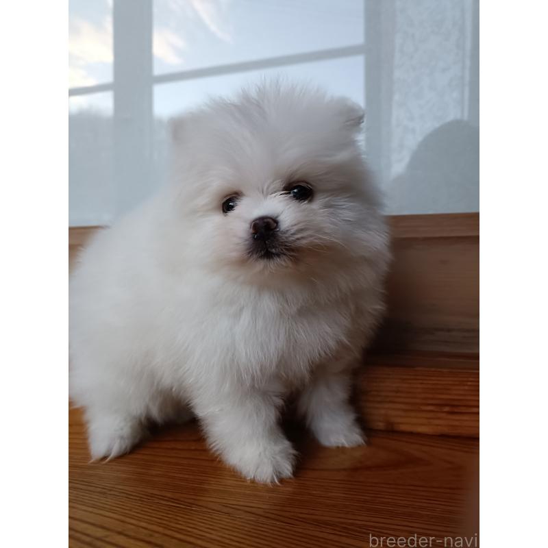 販売中の岩手県のポメラニアン-436762の3枚目