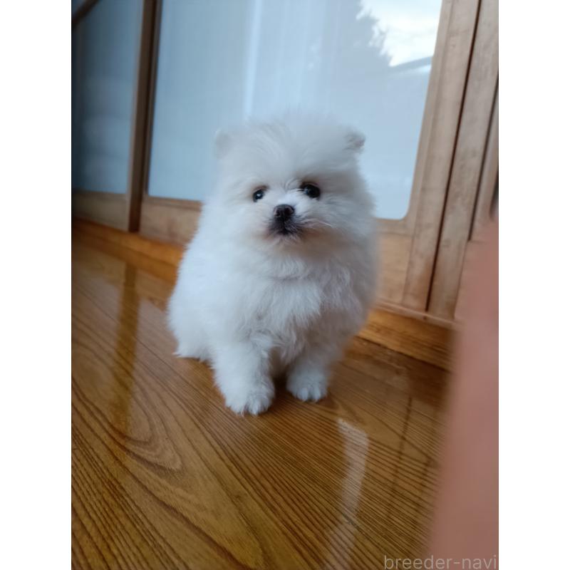 販売中の岩手県のポメラニアン-436762の2枚目