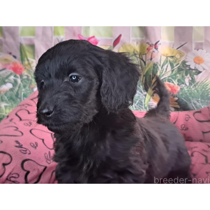 商談中の愛知県のダップー:ミニチュアダックスフンド×トイプードル-429287の4枚目