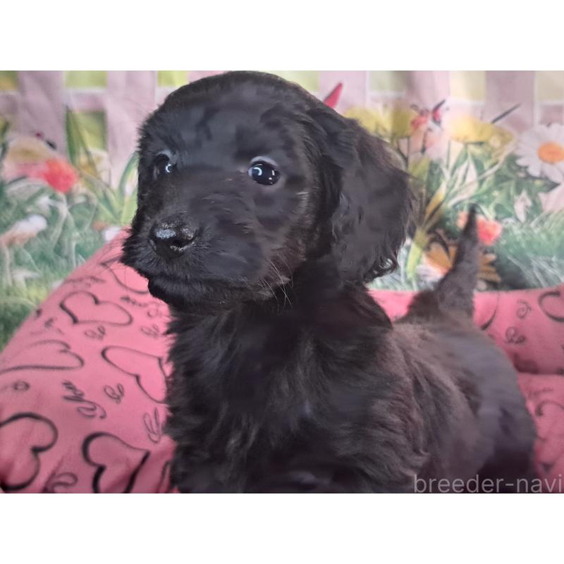 商談中の愛知県のダップー:ミニチュアダックスフンド×トイプードル-429287の3枚目