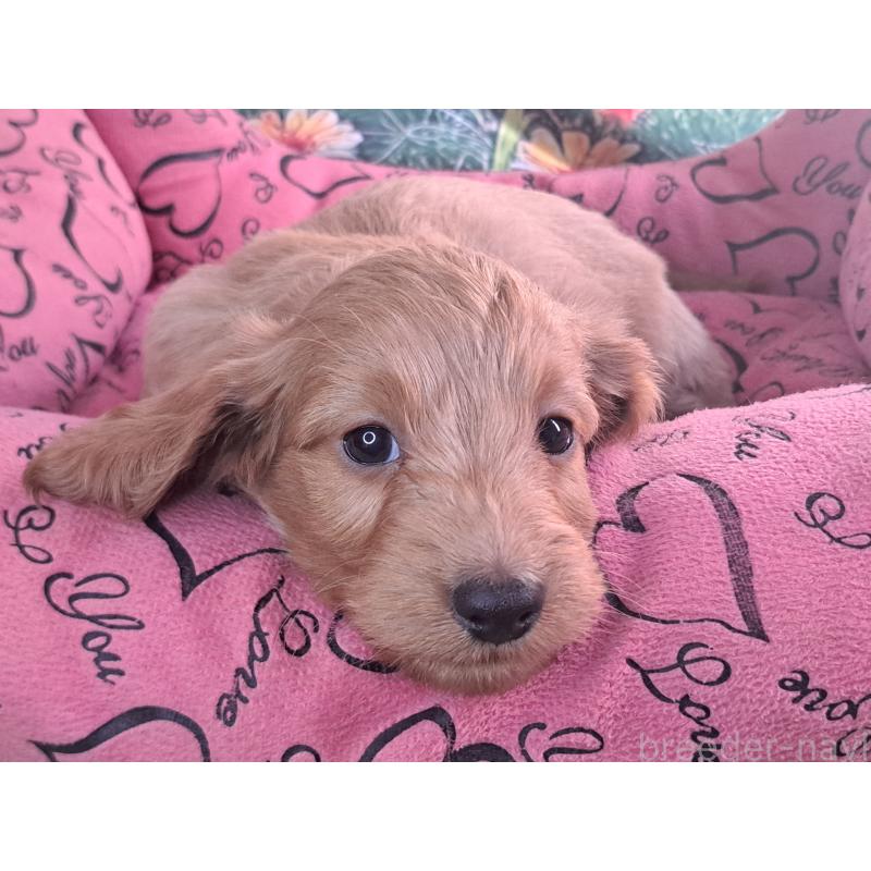 販売中の愛知県のダップー:ミニチュアダックスフンド×トイプードル-429288の11枚目