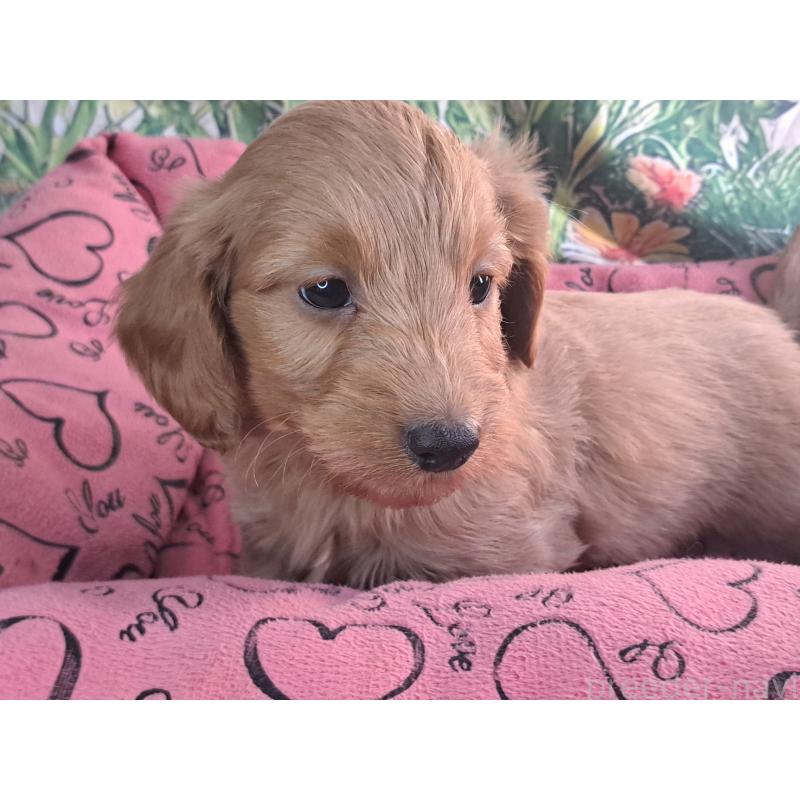 販売中の愛知県のダップー:ミニチュアダックスフンド×トイプードル-429288の10枚目